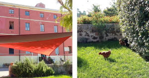 01 472 due galline