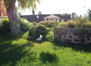 03 900 galline